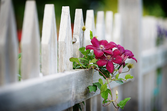 Through the garden fence II