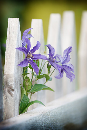 ...through the garden fence